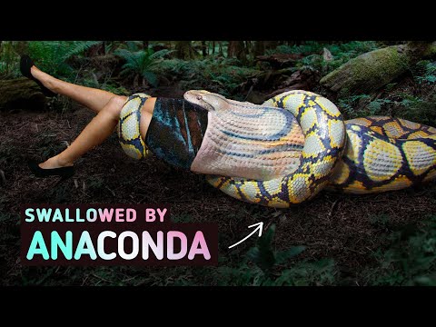 Being Swallowed by an Anaconda