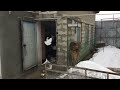 #Pigeons.Зимний полёт армянских бойных голубей.