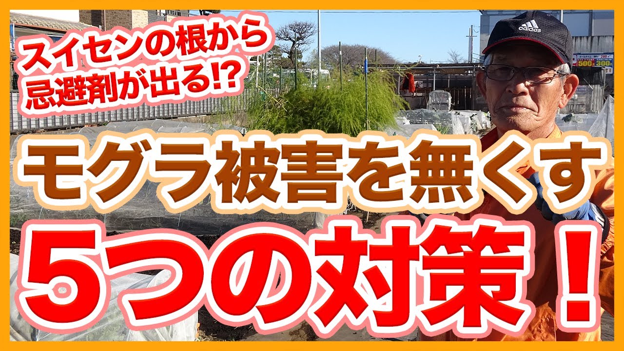 家庭菜園や農園栽培は水仙を植えてモグラ対策！？冬にやりたいモグラ被害を無くす対策５選！【農家直伝】/Tips for dealing with moles from a Japanese farmer