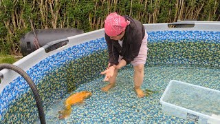 จับน้องปลา🐟หน้าคนมาสู่สระใหม่/ Catching fish 🐟 to move to the new pond.