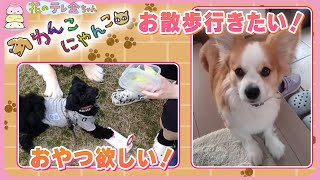 わんこにゃんこ】おやつ欲しい！お散歩行きたい！ おねだり上手な賢い