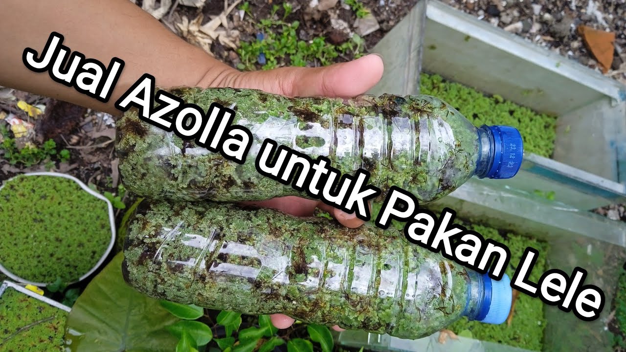 Jual Pakan Lele Murah Di Jogja: Bibit Azolla sebotol 10 ribu