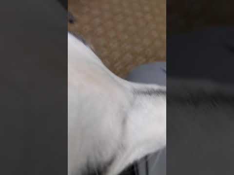 Introducing DogSense haptic