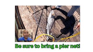 Don't Lose Big Fish, Make Sure You Have a Pier Net! #fishing #tips