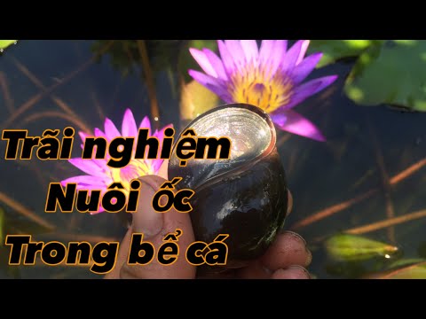 Video Nuôi ốc bươu đen trong bể cá kiểng # Nguyễn Dàng # - youtube