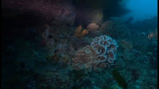 Nepean Wall Dive - The Rip by Great Ocean Divers 154 views 2 months ago 12 minutes