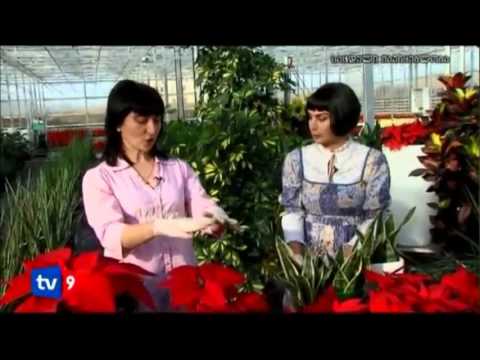 ბელისი - გრატოს სათბურები , ნაწილი 2