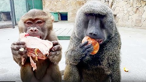 Stepa chases everyone away, takes the buns! Advice from GAMADRILOV - eat meat lying down, and the...