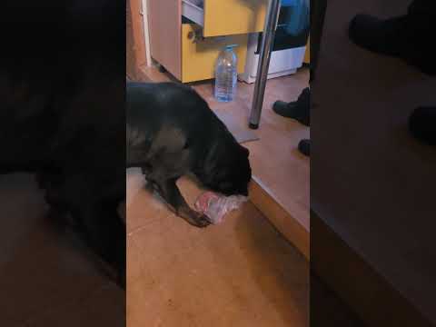 От колбасы отказались 😃