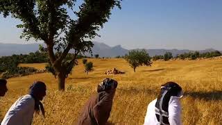 Evare xweş evare-paleti