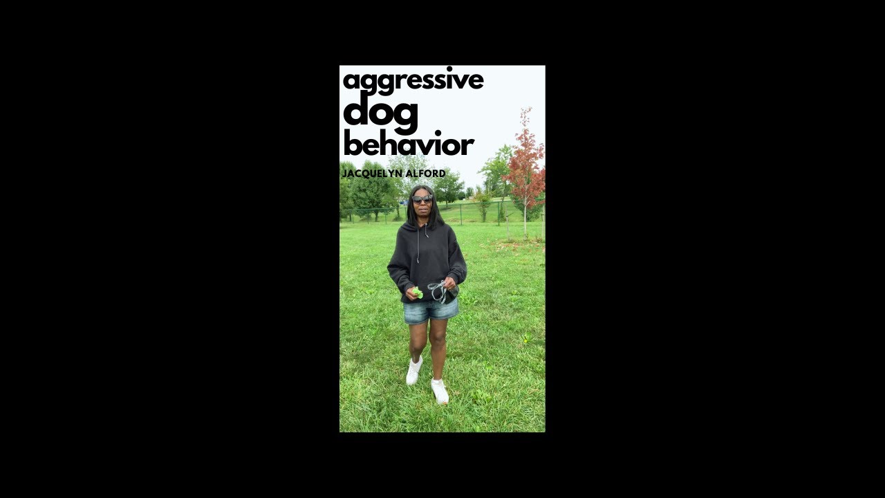 Aggressive Dog Behavior - YouTube