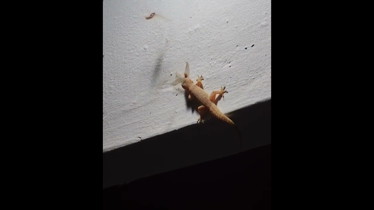 Gecko Catching Termite Fly