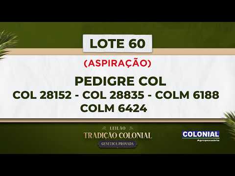 LOTE 60   ASPIRAÇÃO   PEDIGREE COL