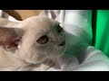 Burmese cat’s reaction of our new cat の動画、YouTube動画。