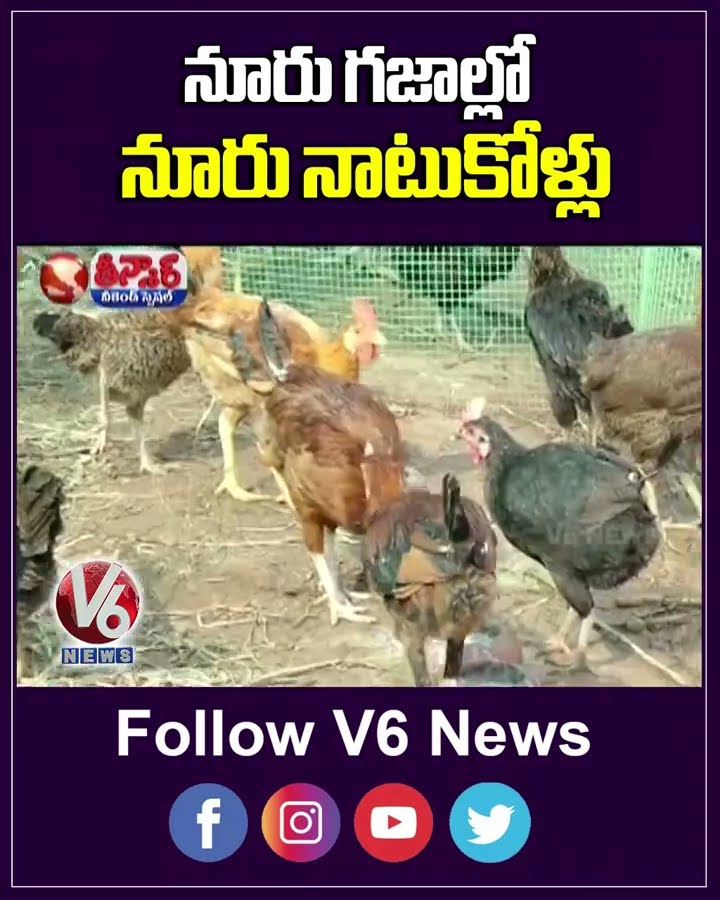 Woman Finds Success with Country Chicken Farming, Reaps Substantial Profits  | V6 Shorts