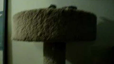 Video 2067651: silver spotted bengal kitten, bengal beauty, post, kitten playing