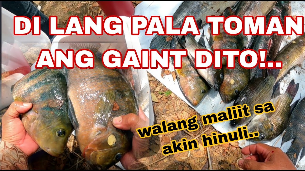 P2 BUKOD SA GAINT TOMAN NAGLALAKIHAN DIN ANG IBANG ISDA DITO /Airgun Fishing/Fishgunerong Madiskarte
