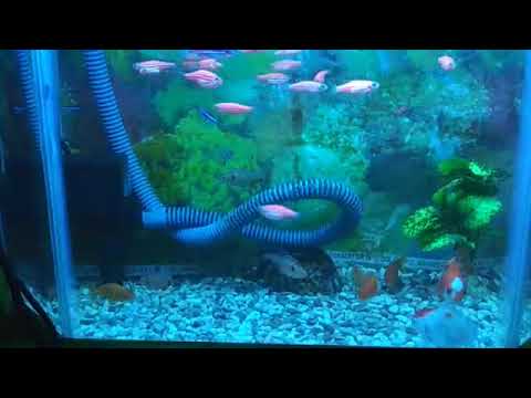 akuarium berisi banyak ikan - YouTube