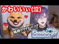 シバチャン!!!を見つけ可愛さに昇天する浮奇/Shashingo日本語学習ゲーム【浮奇ヴィオレタ/UkiVioleta/Noctyx/にじさんじEN/切り抜き/英語勉強】#Ukilipse