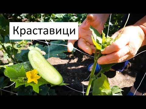 Видео: Защо краставиците растат на една кука, извивки: какво да правим, рецензии