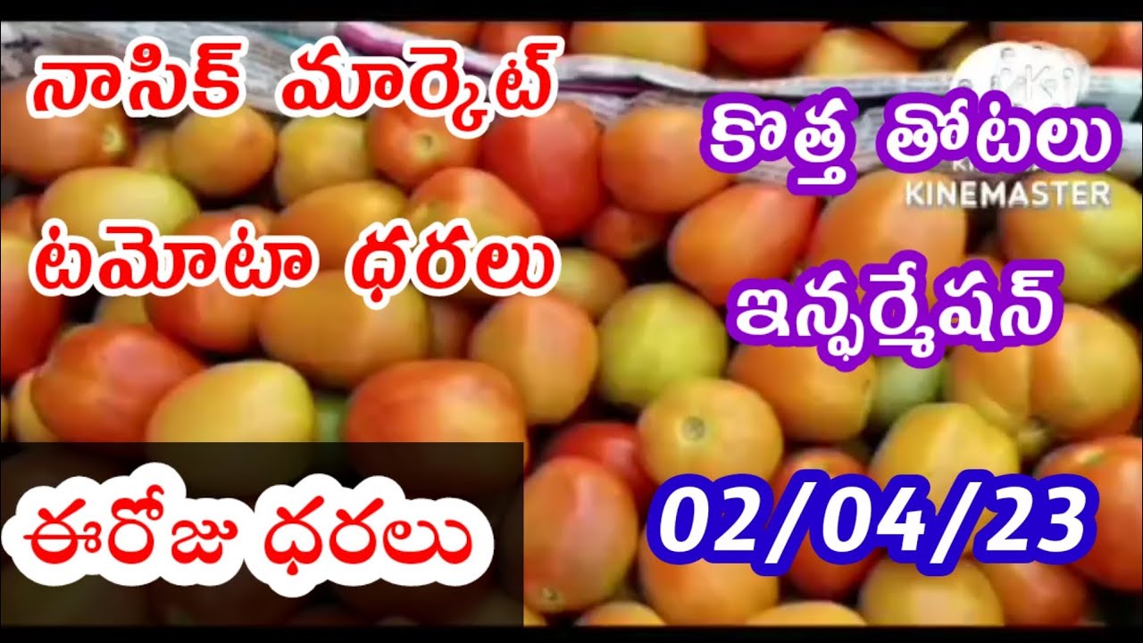 April 2, 2023 today Tomato rate in Nashik market New plantation in