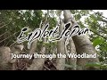 Explore japan journey through the woodland