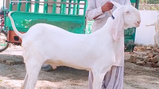 Masha Allah Pur Gulabi Taiger Bakra 2 dant Date ( 08:04:2022 ) Whats app ( 0317-6812990 )