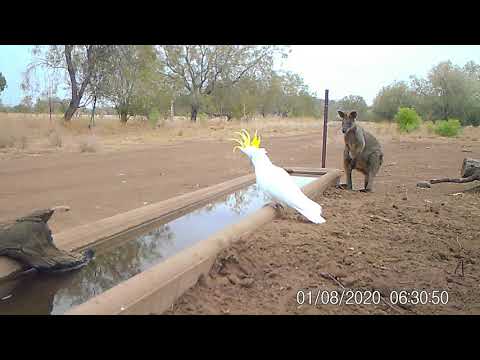 Colourful Character's at the water trough