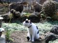 【野良猫同士の喧嘩に遭遇しこれ以上恐怖で逃げれない飼い猫】 Cat fight