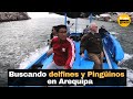 Buscando  delfínes y Pingüinos en Arequipa