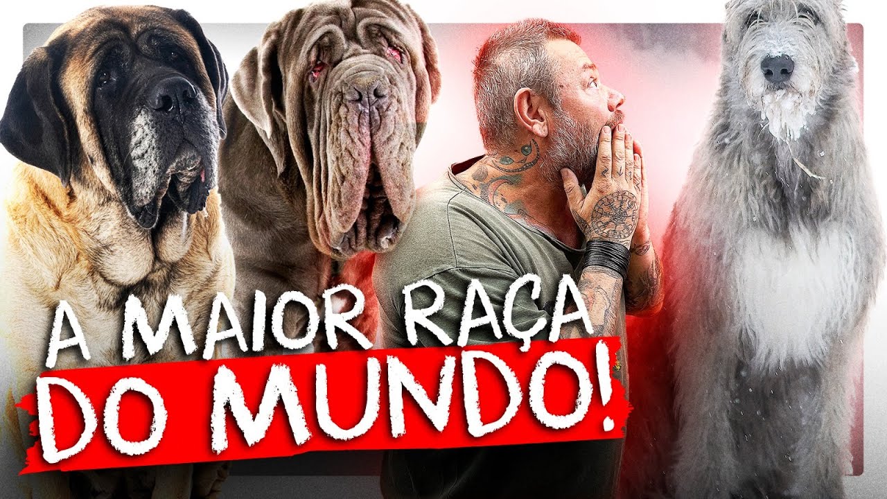 OS 5 MAIORES CACHORROS DO MUNDO! 