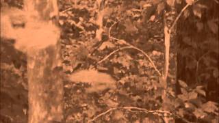 FINDING BIGFOOT * Sasquatch Stalking Me*