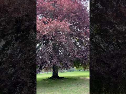 Himley park & Hall