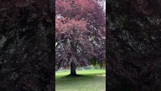 Himley park &amp; Hall