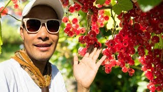 บุกไร่สตรอวเบอรรี่เก็บผักปลอดสารฝรั่งปลูกใว้ให้เก็บมีหลายอย่างทั้งแบรี่พาบุกสวนผักและผลไม้เบลเยี่ยม