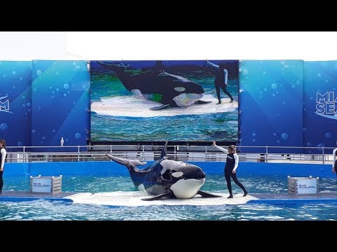 Killer Whale and Dolphin Show at Miami Seaquarium | Best Sea World ...