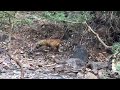 How Tiger Find His Hunt Attack On Sambar Deer How Tiger Find His Hunt Attack On Sambar Deer