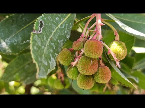 Video: Erdbeerbaum - erstaunlich und schön