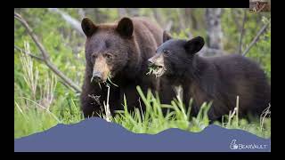 Bear Safety &amp; Food Management on the PCT Webinar