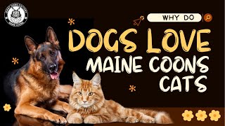 What Makes Maine Coon Cats So Irresistible To Dogs?