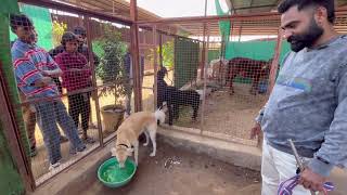 Dog rescue by prakash khatri dog trainer Jodhpur rajasthan @dogloverprakash