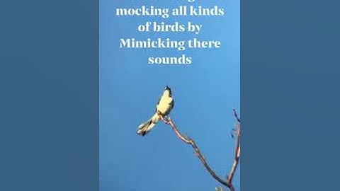 🤪Mocking🤣 the Mocking Bird🤡