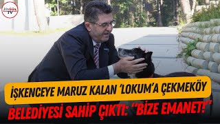 Chp'li  Belediye Işkenceye Maruz Kalan Köpeğe Sahip Çıktı! 