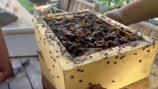 Splitting our native bee hives. The good, the bad and the ugly!