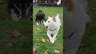 Лакомство Для Собак Коллагеновые Зубные Верёвки С Функцией Устранения Запаха Из Пасти И Желудка