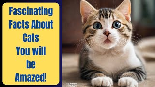 Découvrez les 10 faits fascinants sur les chats - Vous serez étonné ! by LES ANIMAUX DE COMPAGNIE  32 views 2 weeks ago 8 minutes, 46 seconds