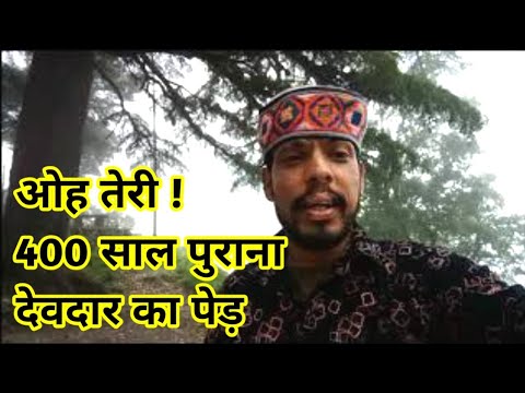 वीडियो: स्प्रूस, चीड़ और देवदार के पेड़ एक दूसरे से कैसे भिन्न हैं