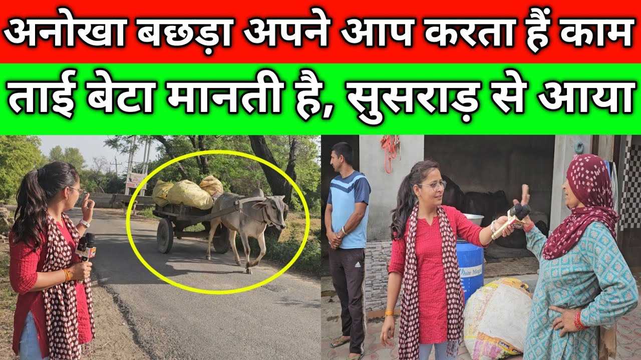 अनोखा बछड़ा अपने आप करता हैं काम, ताई बेटा मानती है, ताऊ की सुसराड़ से आया, गांव मसूदपुर हिसार