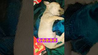 moncho Moncho #dog #perros ##puppy