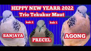 Heppy new yar 2022 SUARA TEKUKUR Trio Tekukur maut dalam satu sangkar Tekukur kuk 2 vs tekukur kuk 1